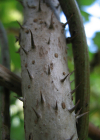 Einzelbild 5 Japanische Aralie - Aralia elata