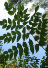 Einzelbild 6 Japanische Aralie - Aralia elata