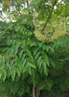 Einzelbild 8 Japanische Aralie - Aralia elata