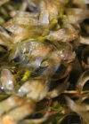 Einzelbild 3 Dichtblättrige Wasserpest - Elodea densa