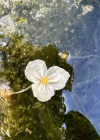 Einzelbild 7 Dichtblättrige Wasserpest - Elodea densa