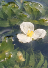 Einzelbild 1 Dichtblättrige Wasserpest - Elodea densa