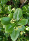 Einzelbild 2 Kletter-Spindelstrauch - Euonymus fortunei