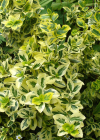 Einzelbild 4 Kletter-Spindelstrauch - Euonymus fortunei