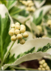 Einzelbild 6 Kletter-Spindelstrauch - Euonymus fortunei