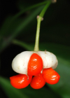 Einzelbild 7 Kletter-Spindelstrauch - Euonymus fortunei