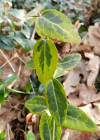 Einzelbild 1 Kletter-Spindelstrauch - Euonymus fortunei