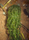 Einzelbild 5 Schmalrohr - Lagarosiphon major