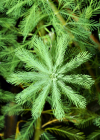 Einzelbild 3 Brasilianisches Tausendblatt - Myriophyllum aquaticum