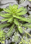 Einzelbild 1 Brasilianisches Tausendblatt - Myriophyllum aquaticum