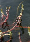 Einzelbild 2 Verschiedenblättriges Tausendblatt - Myriophyllum heterophyllum
