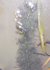 Einzelbild 4 Verschiedenblättriges Tausendblatt - Myriophyllum heterophyllum