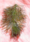 Einzelbild 5 Verschiedenblättriges Tausendblatt - Myriophyllum heterophyllum