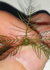 Einzelbild 6 Verschiedenblättriges Tausendblatt - Myriophyllum heterophyllum