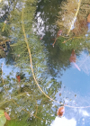 Einzelbild 7 Verschiedenblättriges Tausendblatt - Myriophyllum heterophyllum