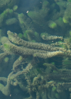 Einzelbild 8 Verschiedenblättriges Tausendblatt - Myriophyllum heterophyllum