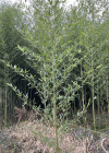 Einzelbild 1 Gold-Bambus - Phyllostachys aurea