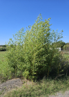 Einzelbild 4 Gold-Bambus - Phyllostachys aurea