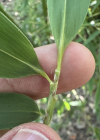 Einzelbild 3 Japanischer Bambus - Pseudosasa japonica
