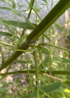 Einzelbild 4 Japanischer Bambus - Pseudosasa japonica