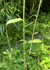 Einzelbild 6 Japanischer Bambus - Pseudosasa japonica