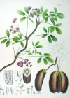 Einzelbild 2 Fingerblättrige Akebie - Akebia quinata
