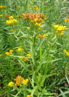 Einzelbild 1 Grasblättrige Goldrute - Solidago graminifolia