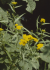 Einzelbild 2 Grasblättrige Goldrute - Solidago graminifolia