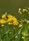Einzelbild 3 Grasblättrige Goldrute - Solidago graminifolia