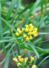 Einzelbild 4 Grasblättrige Goldrute - Solidago graminifolia
