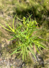 Einzelbild 8 Grasblättrige Goldrute - Solidago graminifolia