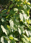 Einzelbild 1 Ufer-Rebe - Vitis riparia aggr.