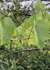Einzelbild 3 Ufer-Rebe - Vitis riparia aggr.