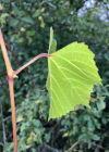 Einzelbild 4 Ufer-Rebe - Vitis riparia aggr.