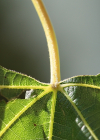Einzelbild 6 Ufer-Rebe - Vitis riparia aggr.