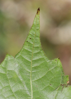 Einzelbild 8 Ufer-Rebe - Vitis riparia aggr.