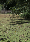 Einzelbild 2 Grosser Algenfarn - Azolla filiculoides