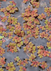 Einzelbild 5 Grosser Algenfarn - Azolla filiculoides