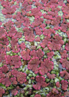 Einzelbild 6 Grosser Algenfarn - Azolla filiculoides