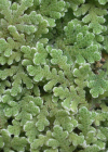 Einzelbild 7 Grosser Algenfarn - Azolla filiculoides