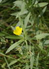 Einzelbild 3 Grossblütiges Heusenkraut - Ludwigia grandiflora