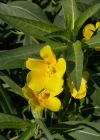 Einzelbild 4 Grossblütiges Heusenkraut - Ludwigia grandiflora