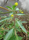 Einzelbild 1 Grossblütiges Heusenkraut - Ludwigia grandiflora