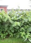 Einzelbild 3 Sachalin-Staudenknöterich - Reynoutria sachalinensis