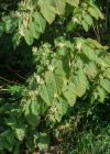Einzelbild 8 Sachalin-Staudenknöterich - Reynoutria sachalinensis