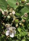 Einzelbild 1 Armenische Brombeere - Rubus armeniacus