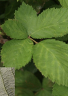 Einzelbild 8 Armenische Brombeere - Rubus armeniacus