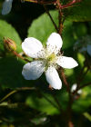 Einzelbild 3 Echte Brombeere - Rubus fruticosus aggr.