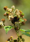 Einzelbild 4 Echte Brombeere - Rubus fruticosus aggr.