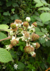 Einzelbild 5 Echte Brombeere - Rubus fruticosus aggr.